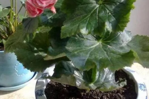 丽格海棠有花苞不开花怎么办,秋冬季保持7-10天浇水一次