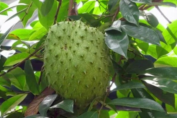刺果番荔枝简介,别称红毛榴莲、刺番荔枝等