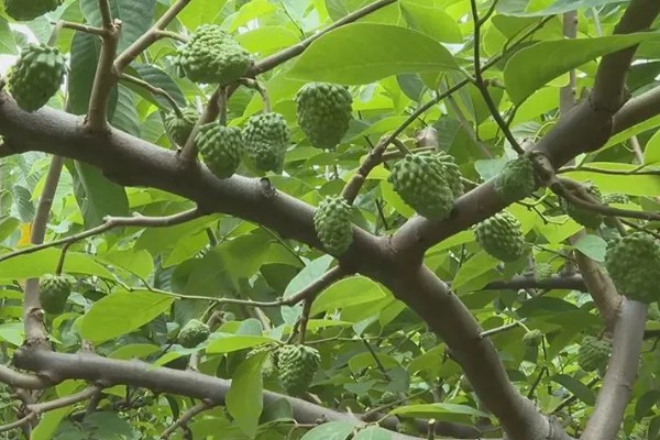 刺果番荔枝简介,别称红毛榴莲、刺番荔枝等