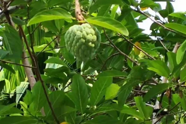 刺果番荔枝简介,别称红毛榴莲、刺番荔枝等