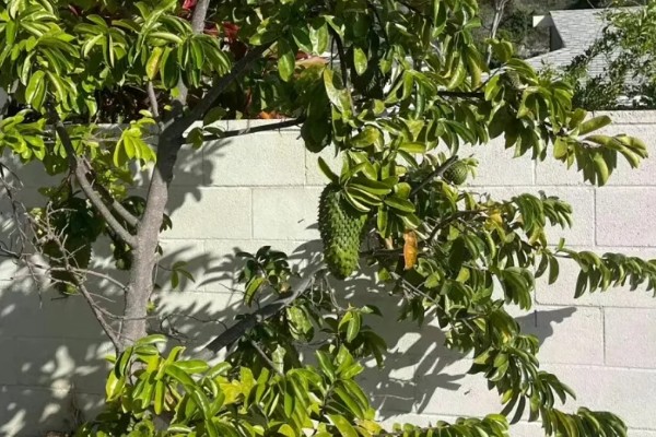 刺果番荔枝简介,别称红毛榴莲、刺番荔枝等