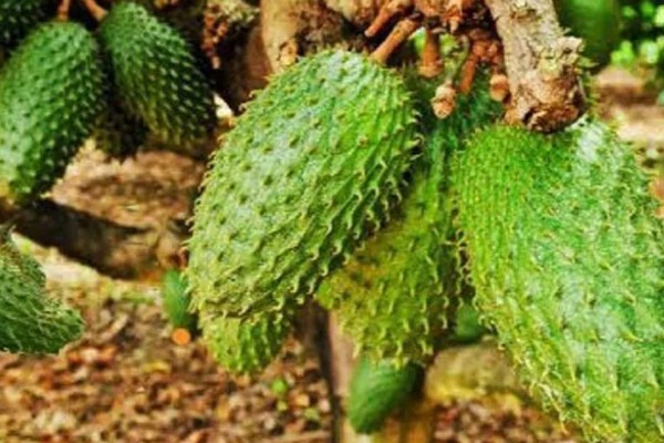 刺果番荔枝简介,别称红毛榴莲、刺番荔枝等