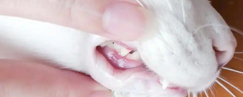 猫为什么牙龈红肿，可能是牙结石、患有病毒性疾病等因素所致