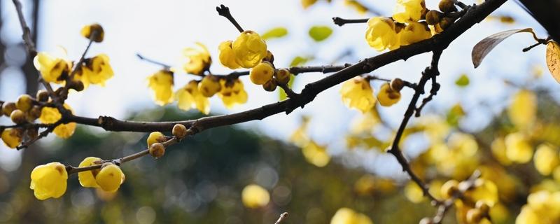 腊梅花开的时间，12月到次年的2月上旬