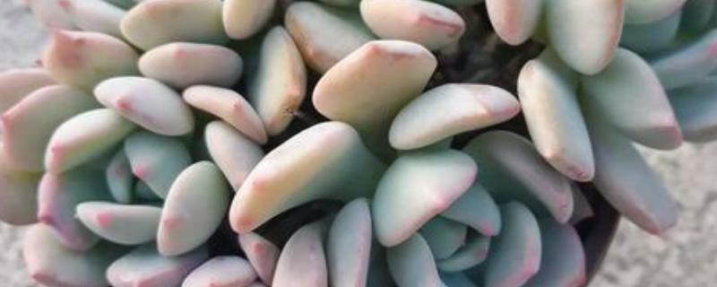 怎么养多肉格林，在生长季可以每月施加肥料