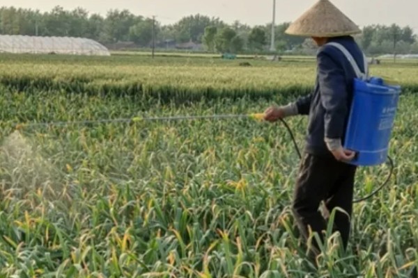大蒜春腐病怎么防治,发病初期喷施甲霜恶霉灵等药物