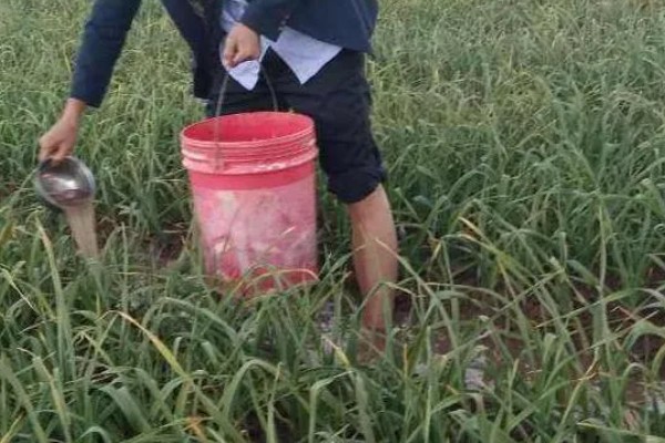 大蒜春腐病怎么防治,发病初期喷施甲霜恶霉灵等药物