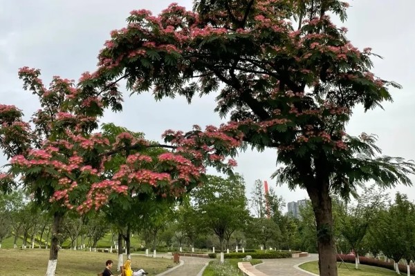 绒花树被叫做鬼树的原因,树皮中的提取物对人体有害