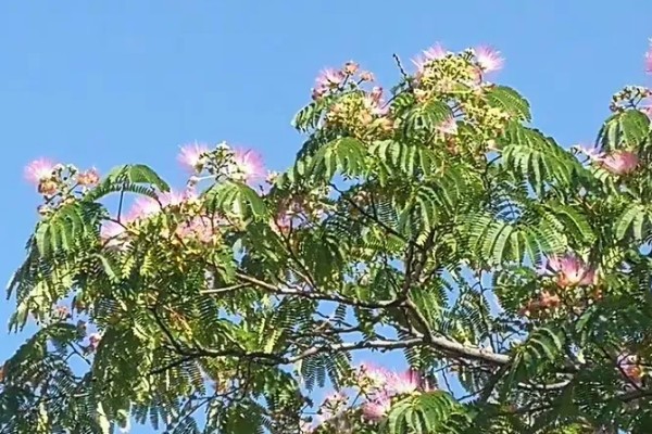 绒花树被叫做鬼树的原因,树皮中的提取物对人体有害