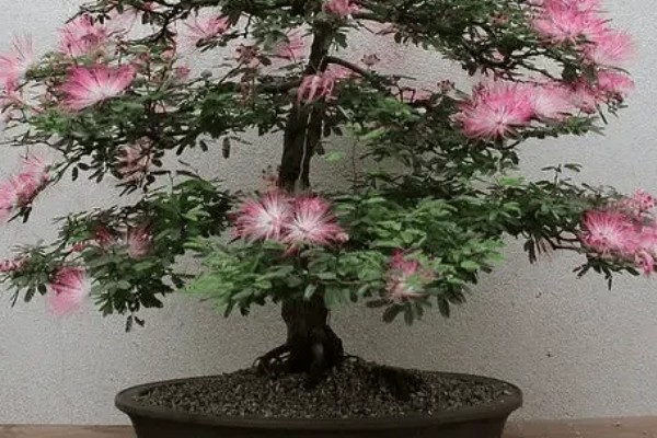 绒花树被叫做鬼树的原因,树皮中的提取物对人体有害