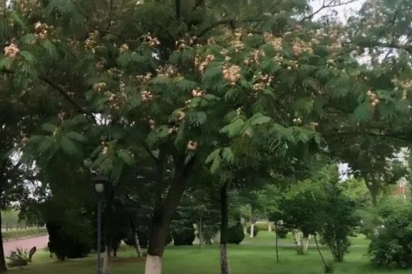 绒花树被叫做鬼树的原因,树皮中的提取物对人体有害