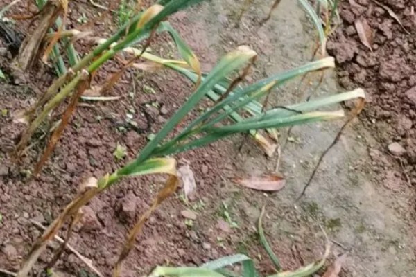 大蒜春腐病怎么防治,发病初期喷施甲霜恶霉灵等药物