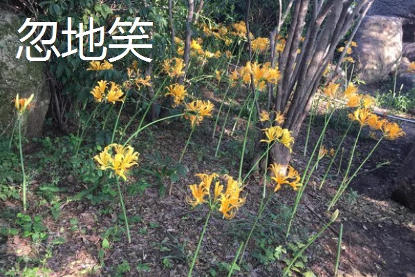 忽地笑与彼岸花的区别,颜色和花朵均不同
