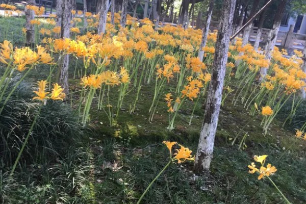 忽地笑与彼岸花的区别,颜色和花朵均不同