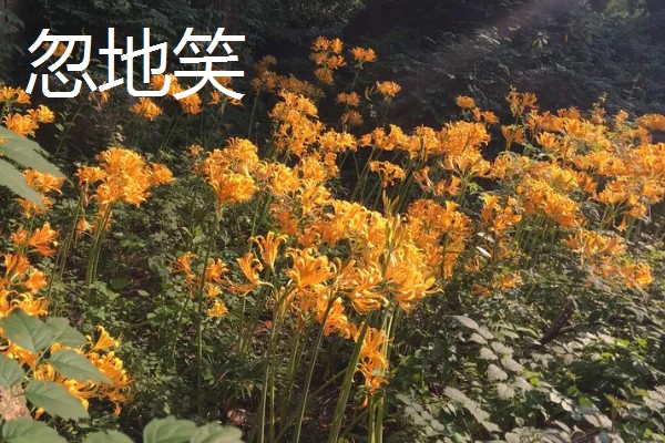 忽地笑与彼岸花的区别,颜色和花朵均不同
