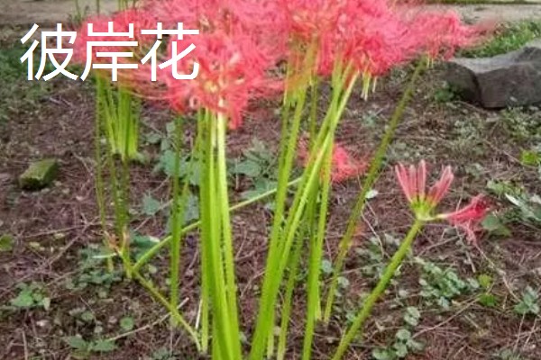 忽地笑与彼岸花的区别,颜色和花朵均不同