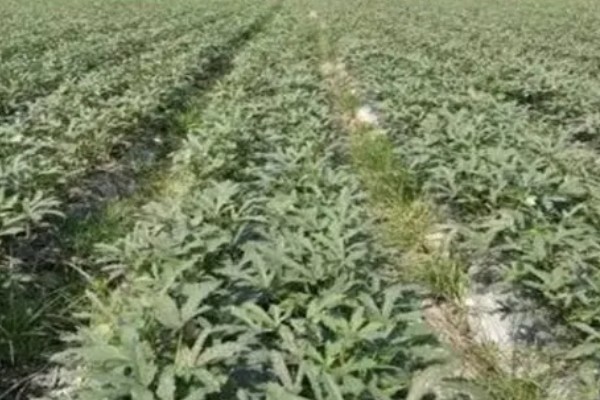 秋葵什么时候播种,多在4-6月播种
