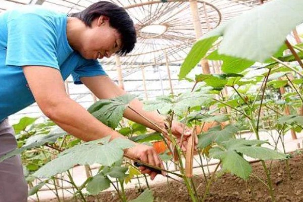 秋葵什么时候播种,多在4-6月播种