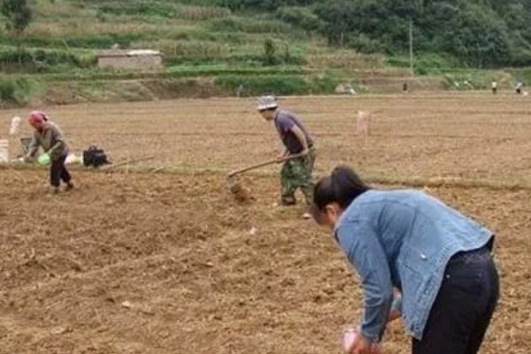 秋葵什么时候播种,多在4-6月播种