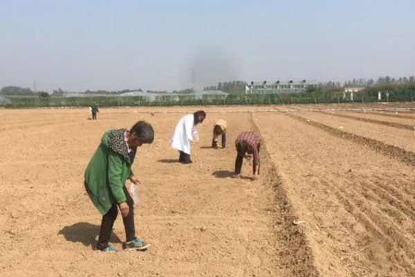 秋葵什么时候播种,多在4-6月播种