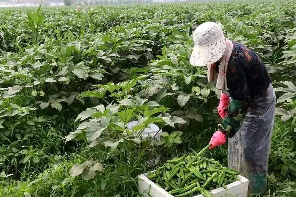 秋葵什么时候播种,多在4-6月播种