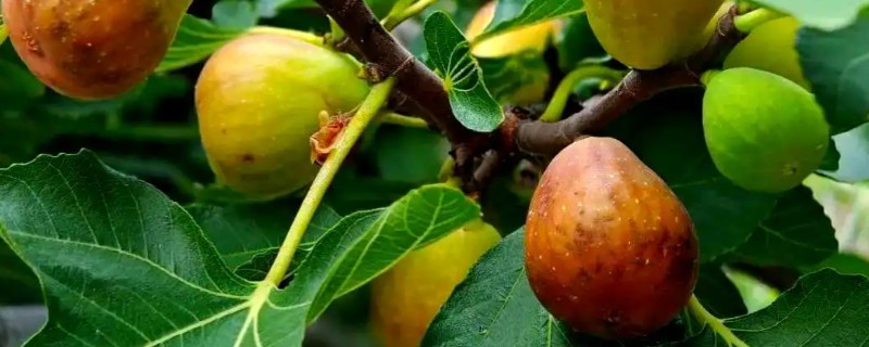 无花果的种植时间，在3-4月份种植可提高成活率