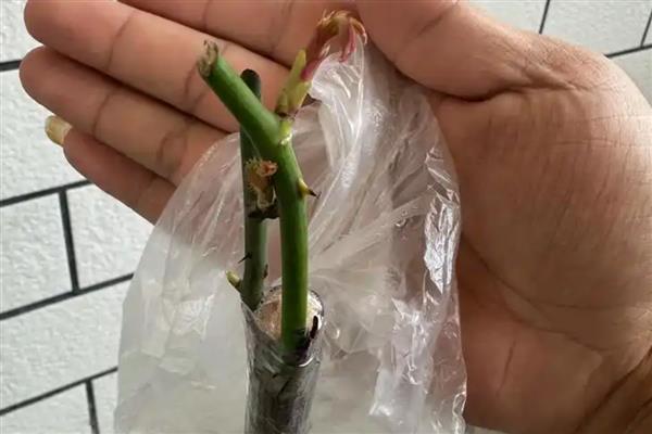 普通月季能不能长成树,在合适的土壤中可以长成木本植物
