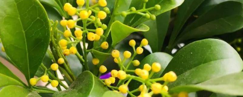 米兰一年开多少次花，米兰一年可开多次花