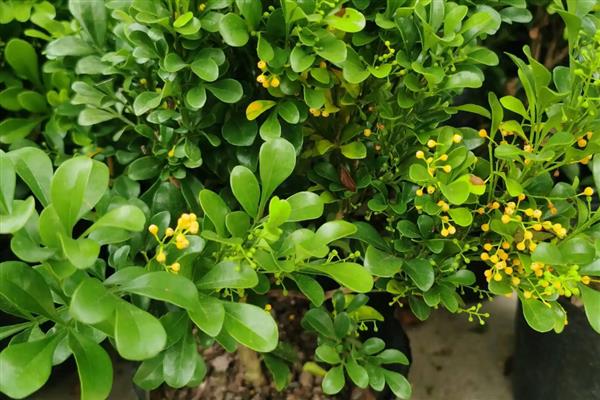 米兰一年开多少次花,米兰一年可开多次花