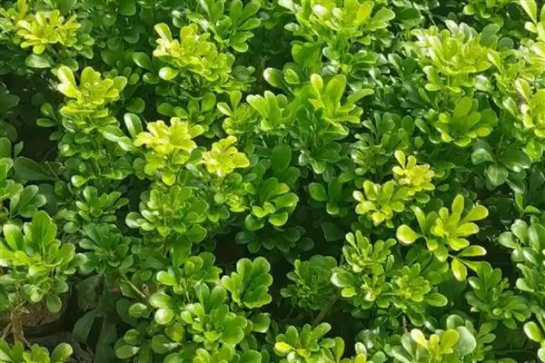 米兰一年开多少次花,米兰一年可开多次花