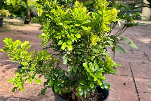 米兰一年开多少次花,米兰一年可开多次花
