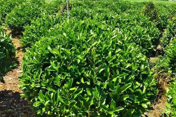 米兰一年开多少次花,米兰一年可开多次花