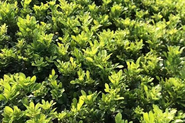 米兰一年开多少次花,米兰一年可开多次花
