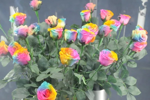 彩虹玫瑰的花语是什么，寓意浪漫、优雅等