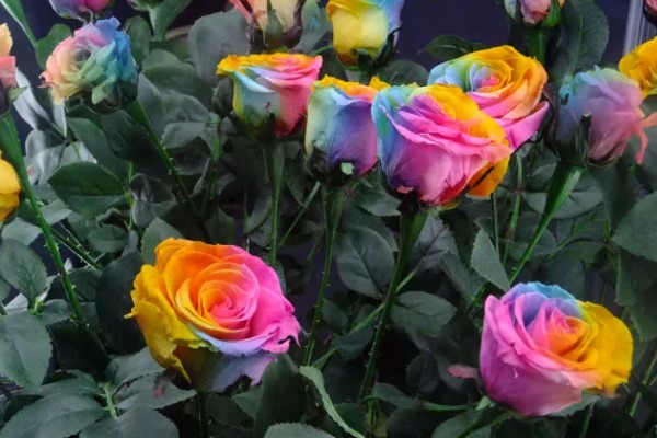 彩虹玫瑰的花语是什么，寓意浪漫、优雅等