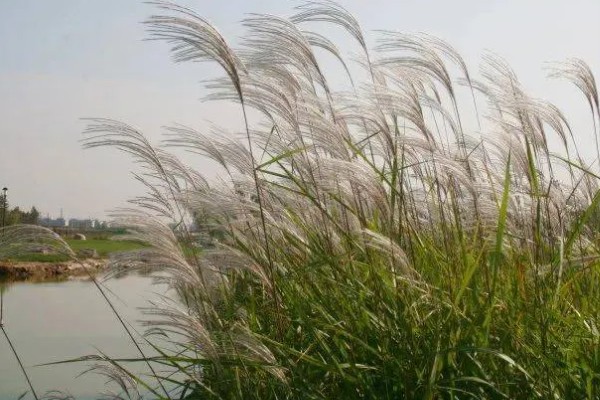 芦苇的花语,寓意坚韧、自尊又自卑的爱等