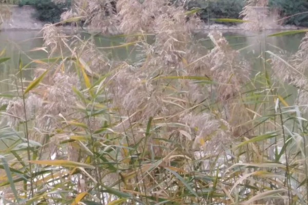 芦苇的花语,寓意坚韧、自尊又自卑的爱等