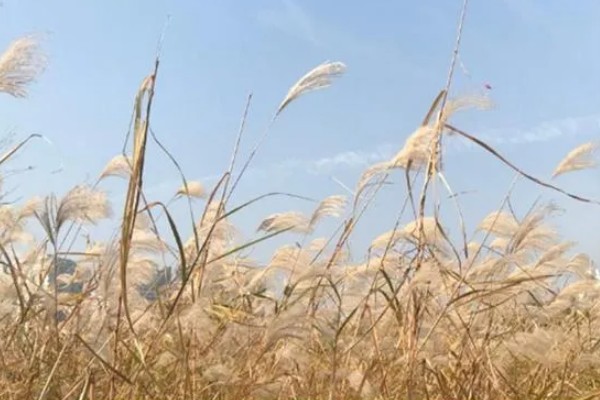 芦苇的花语,寓意坚韧、自尊又自卑的爱等