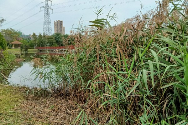 芦苇的花语,寓意坚韧、自尊又自卑的爱等