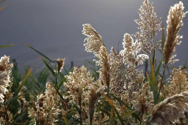 芦苇的花语,寓意坚韧、自尊又自卑的爱等