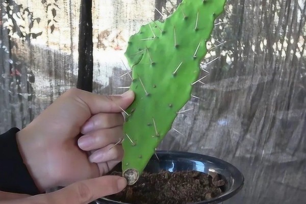 仙人掌传播种子的方法,一般借助风力传播