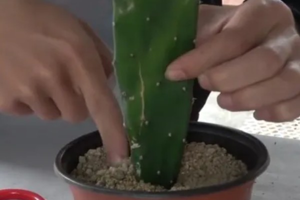 仙人掌传播种子的方法,一般借助风力传播