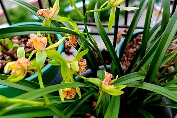 兰花的耐寒温度，能忍耐零下5-10℃的低温