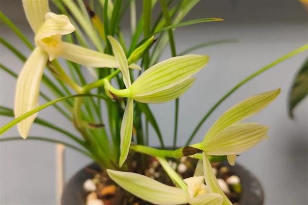 兰花的耐寒温度，能忍耐零下5-10℃的低温