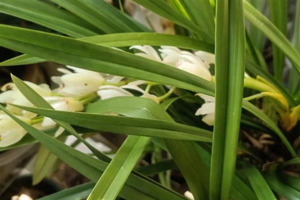 兰花的耐寒温度，能忍耐零下5-10℃的低温