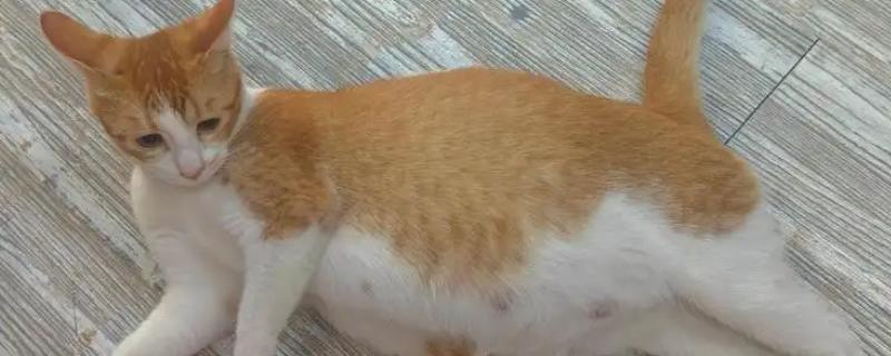 猫咪怀孕后要注意什么，按照少食多餐的方式喂食