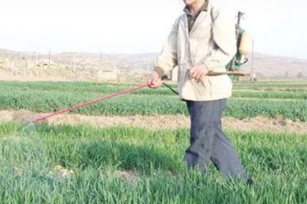 韭菜多久可以割一次,每隔二十到二十五天割一次