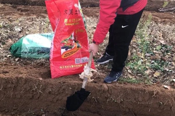 地瓜花怎么养殖,平时让土壤保持微微湿润