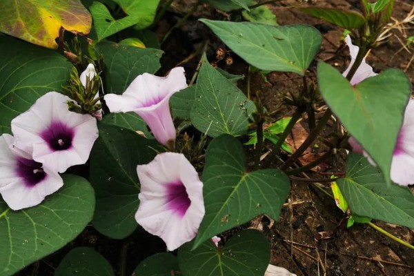 地瓜花怎么养殖,平时让土壤保持微微湿润