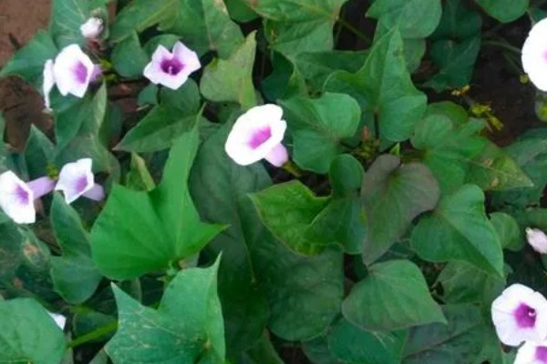 地瓜花怎么养殖,平时让土壤保持微微湿润